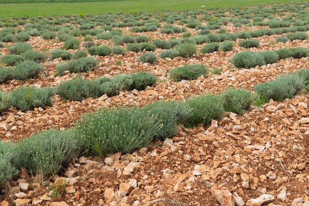 Photo lavender plant in spring growing in stony field in provence france