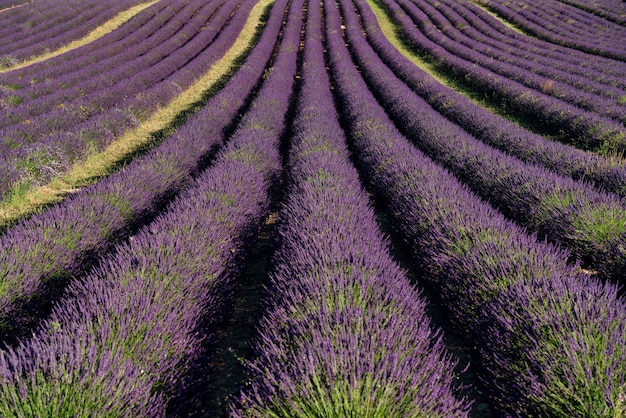 프랑스 발랑솔의 라벤더 농장.