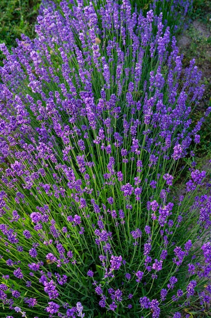 Lavender plants in the garden