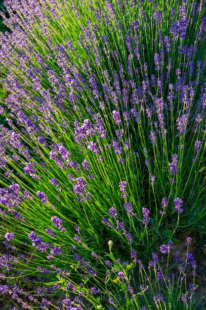 Lavender plants in the garden