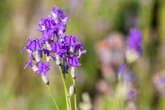 Lavender plants growing in a field