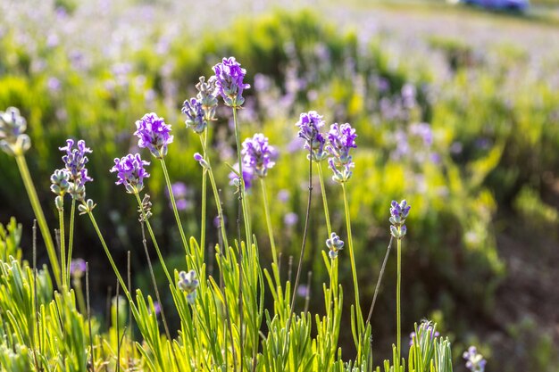 Lavender plants growing in a field