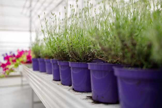 温室の棚に植えられたラベンダーの苗 鉢植えのラベンダーの販売