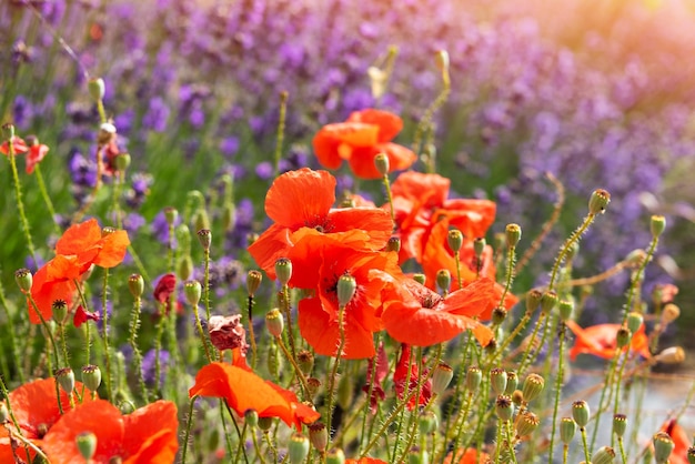 Lavender and poppies on wild flower field in summer