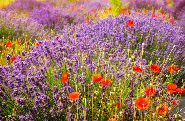 夏の野生の花畑のラベンダーとポピー