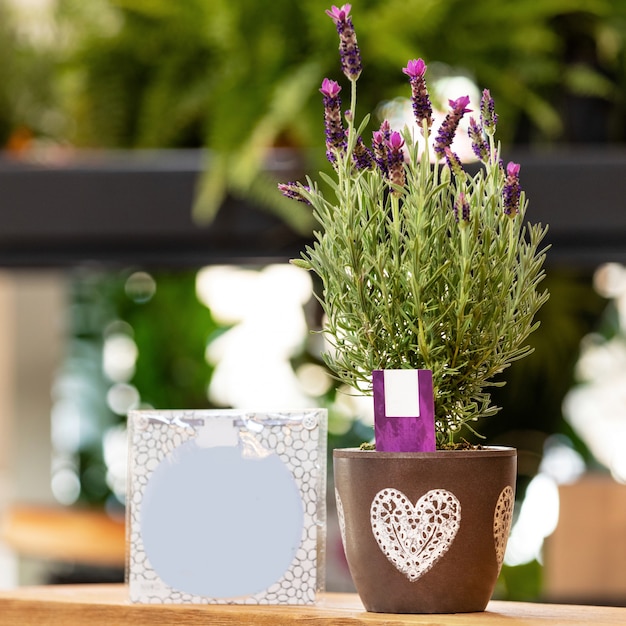 Lavender in the pot with a postcard