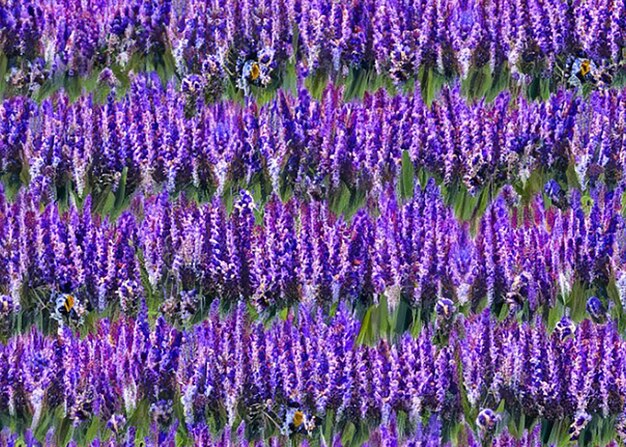 Lavender and purple flower seamless patterns for stunning floral wallpaper and backgrounds