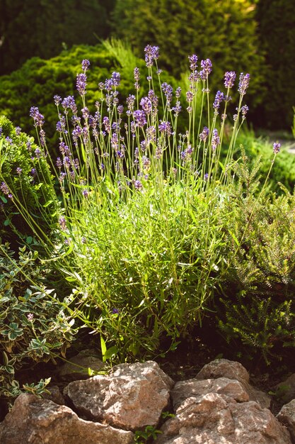 Photo lavender on rockery