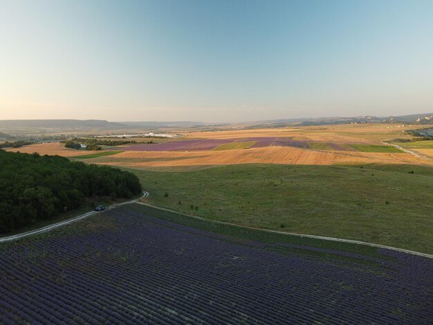 Campi profumati di lavanda in file interminabili con fiori in fiore vista aerea drone campo viola contro il cielo blu sole estivo tramonto campo di produzione di olio di lavanda con file di lavanda aromaterapia relax