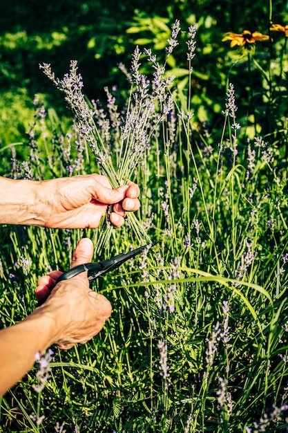 Lavender seasonal pruning human hand using secateurs scissors tool closeup flowering lavender bushes