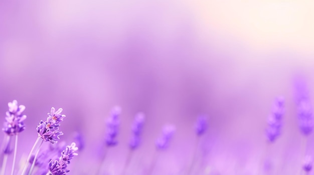 Lavender Serenity Blur Abstract Background in Calming Lavender Tones