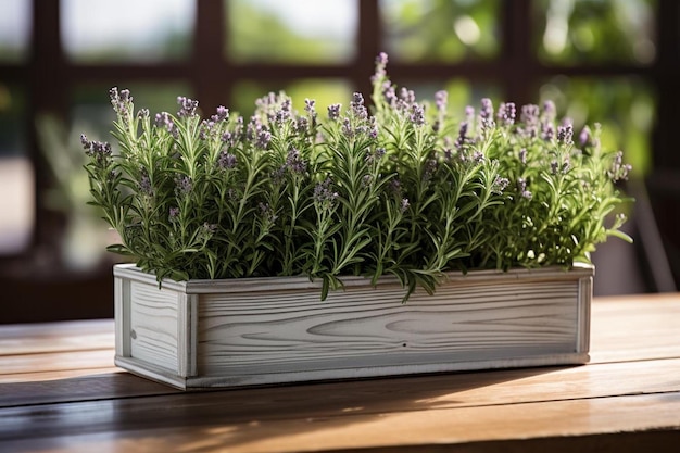 lavender in a square box