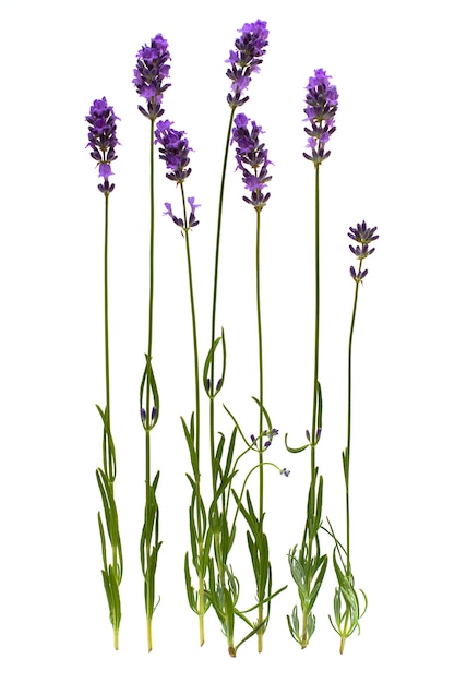 Lavender stem isolated on white background