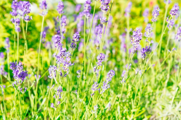 Lavender violet flowers