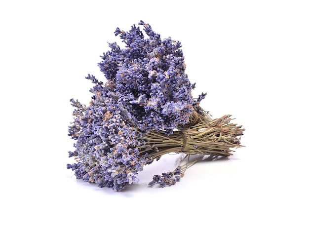 Lavender on a white background