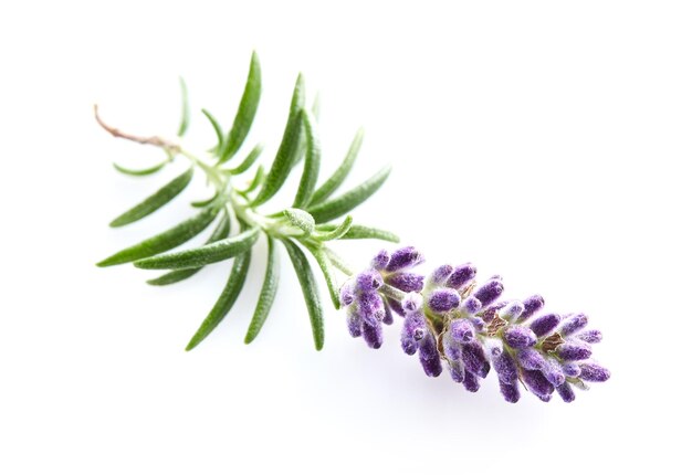 Photo lavender on white background