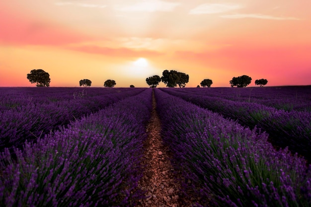 Foto lavanda