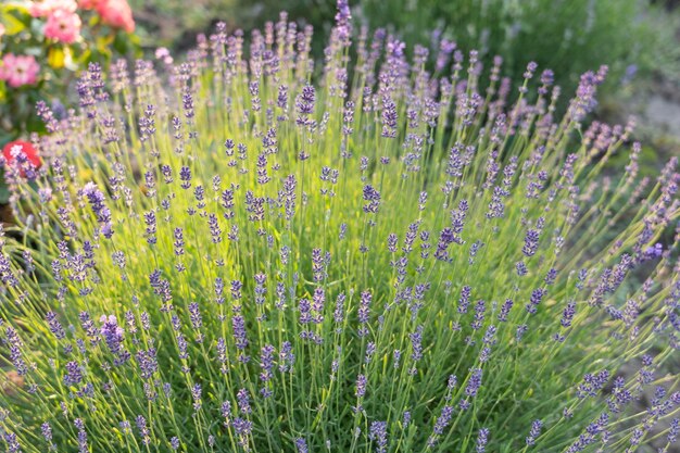 Photo lavender