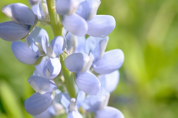 Lavanda