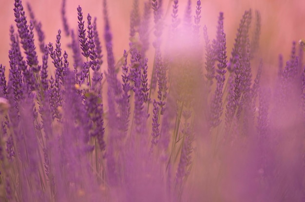 lavenders blooming on field