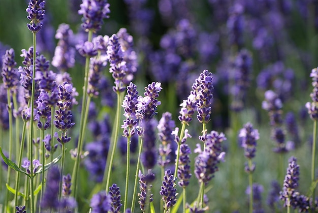 Lavenders blooming on field