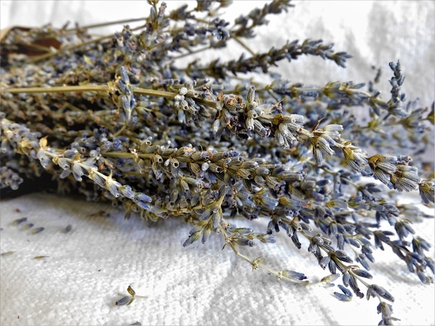 Foto amore lavanda