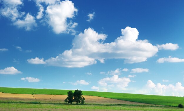 Lawn and cloudy sky.