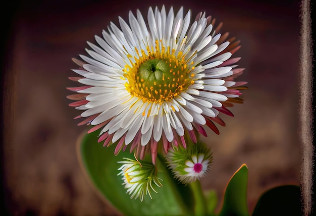 Foto la margherita in piena fioritura con un vivace primo piano che mostra la delicata struttura dei suoi petali