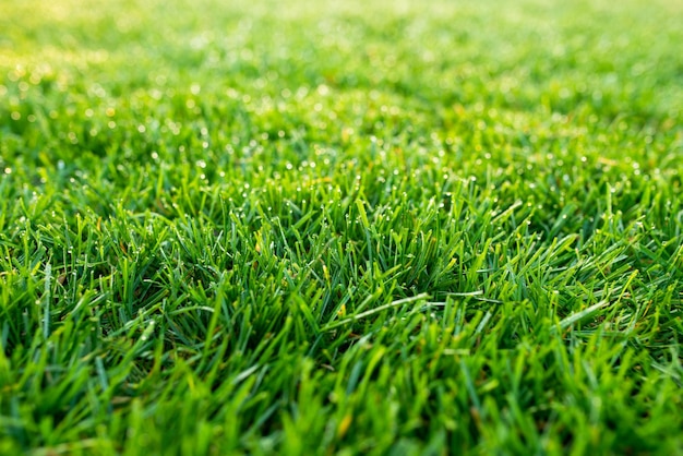 Lawn field green meadow grass plant