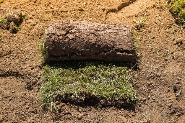 Lawn gardening rolls of fresh grass turf ready to be used