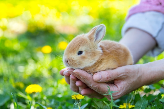 On the lawn girl holds a small rabbit in the palms of her hand