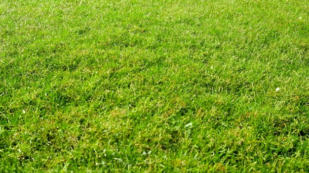 Lawn grass background