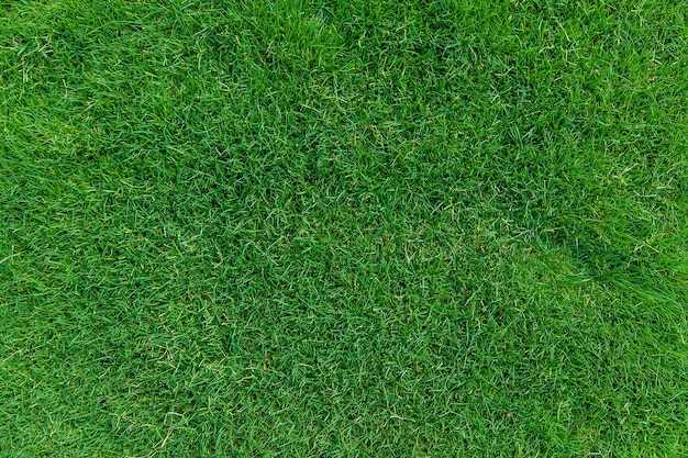 Lawn grass beautiful green texture