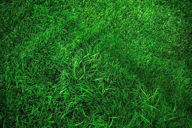 Lawn grass is longer and shorter green as a background Lawn light and shadow