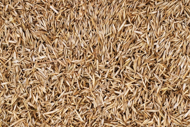 Lawn grass seed background texture