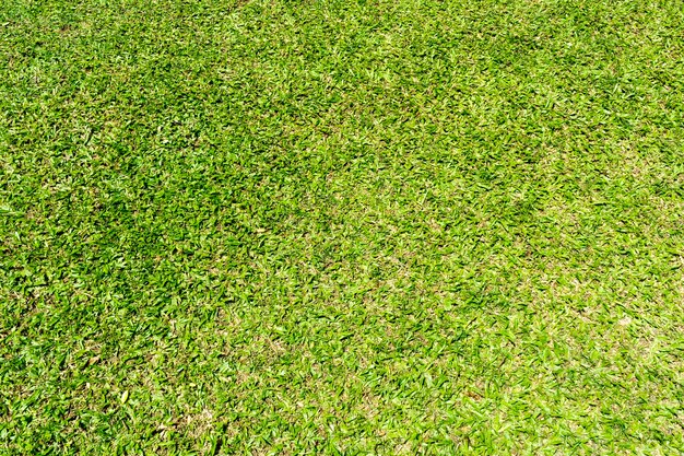 Lawn in one of the attractions