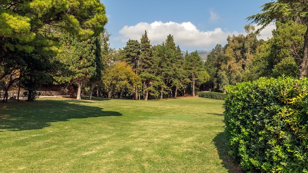 Foto prato nel parco con alberi di pino. estate. concetto di natura, ambiente ed ecologia.