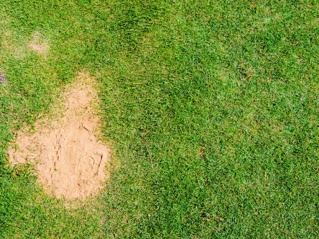 Lawn and sand