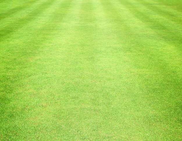 Photo lawn of stadium