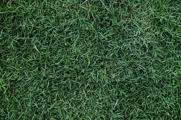 芝生のテクスチャ。緑の草の背景
