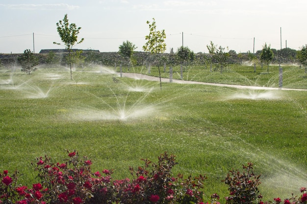 Lawn watering sistem sprays water