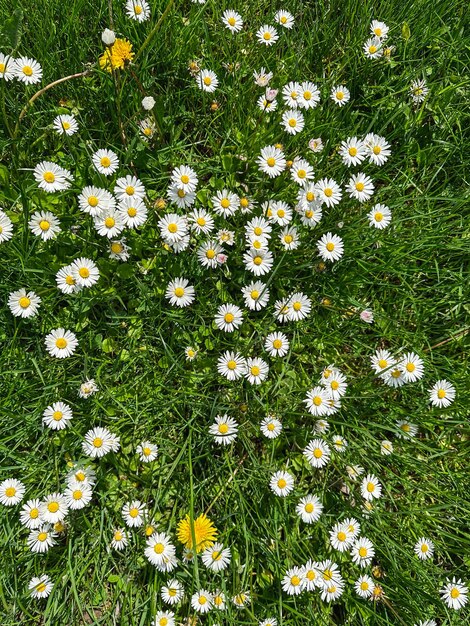 A lawn with daisies and dandelions