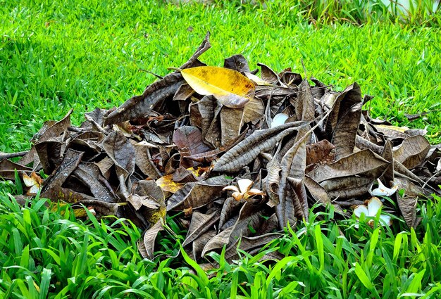 lawn with dry leaf background