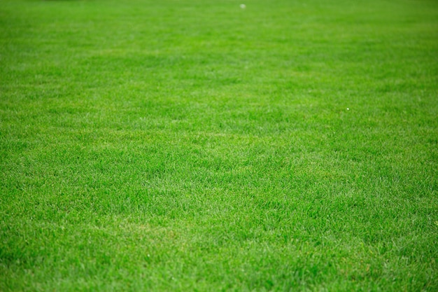 Photo lawn with green grass