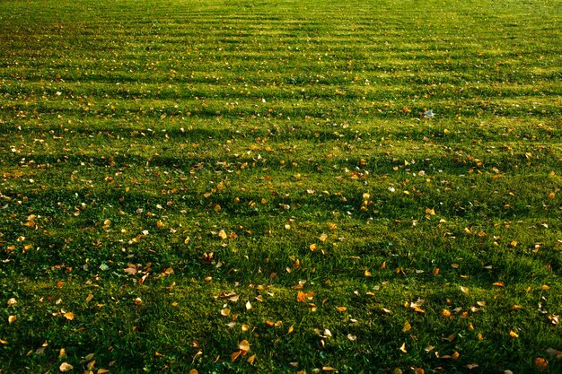 Photo lawn with green grass