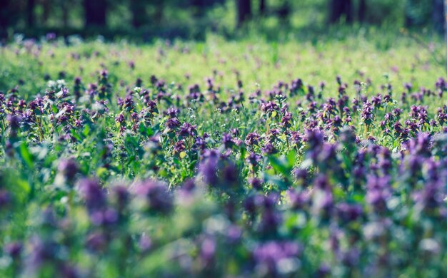 Lawn with green lush grass and lilac flowers, park on a spring day, close up