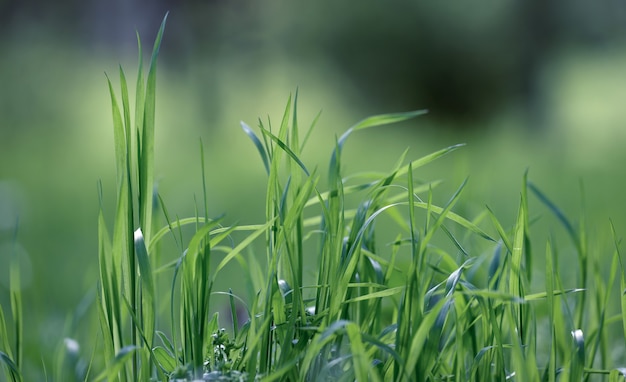 Lawn with green lush grass in the park on a spring day, close up