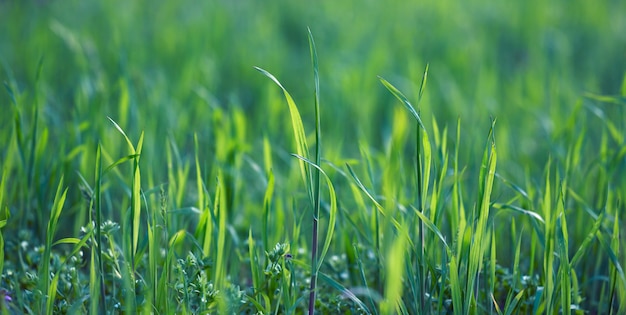 Lawn with green lush grass in the park on a spring day, sunny