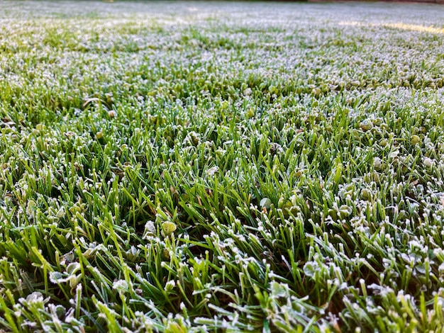 Foto prato con gelate leggere lamine di erba congelate all'inizio dell'inverno