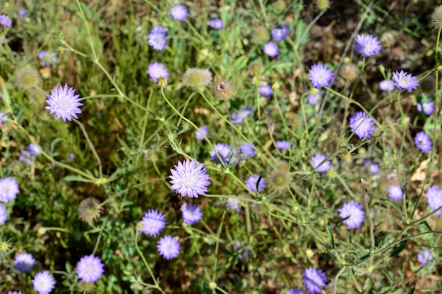 晴れた日に山に紫の花が咲く芝生、マクロ